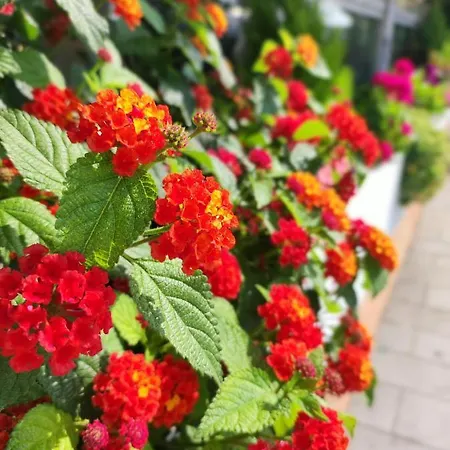 Appartement Casa Alessandra